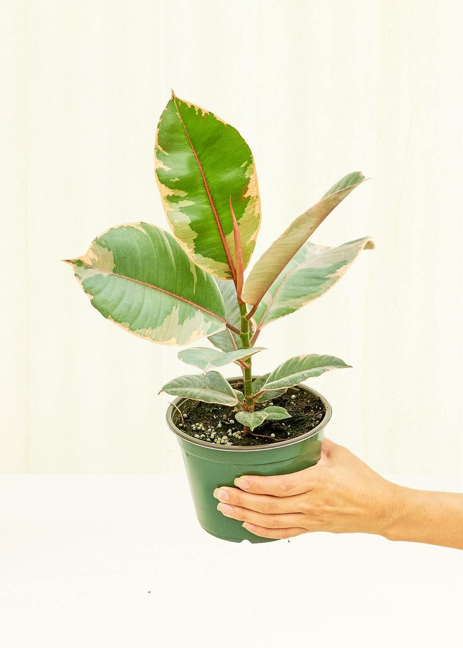 Medium Ficus 'Tineke' (Ficus elastica 'Tineke') in grow pot