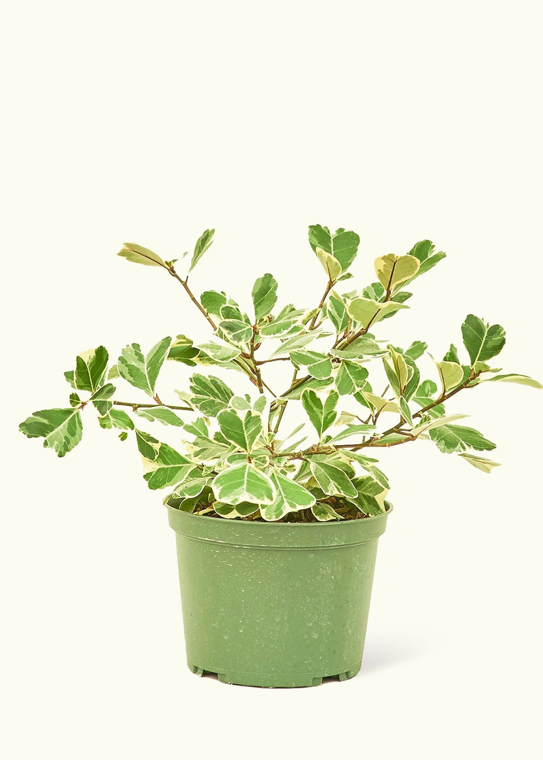 Medium Variegated Triangle Ficus (Ficus triangularis &