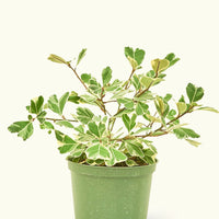 Medium Variegated Triangle Ficus (Ficus triangularis 'Variegata')