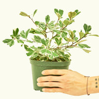 Medium Variegated Triangle Ficus (Ficus triangularis 'Variegata')
