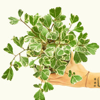 Medium Variegated Triangle Ficus (Ficus triangularis 'Variegata')