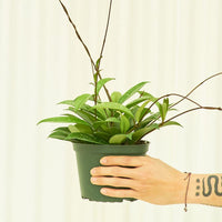 Medium Hoya 'Silver Splash' (Hoya pubicalyx) in a grow pot.