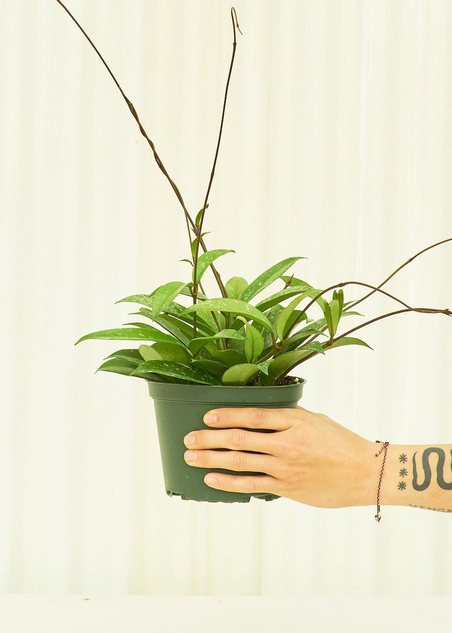 Medium Hoya 'Silver Splash' (Hoya pubicalyx) in a grow pot.