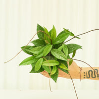 Medium Hoya 'Silver Splash' (Hoya pubicalyx) in a grow pot.