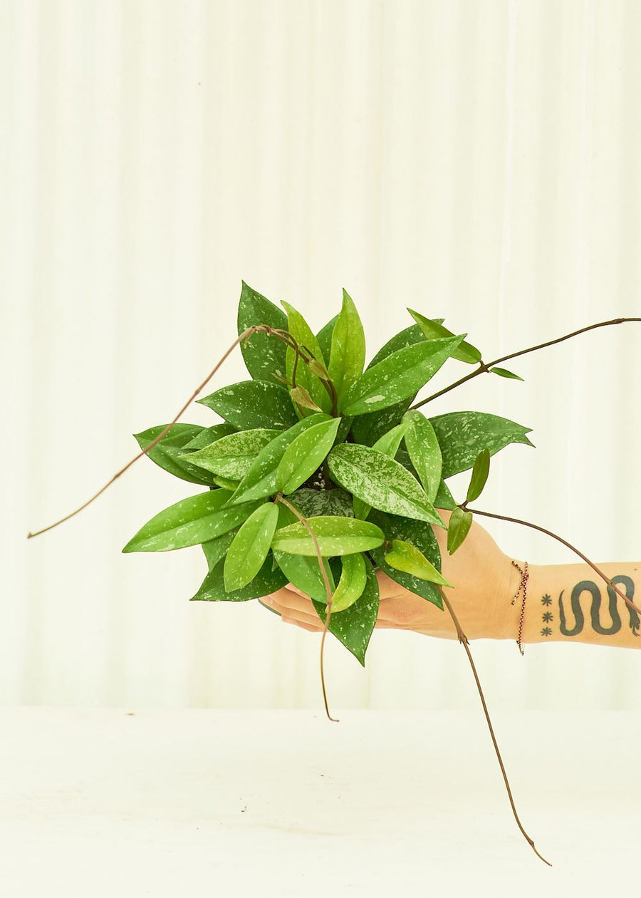 Medium Hoya 'Silver Splash' (Hoya pubicalyx) in a grow pot.