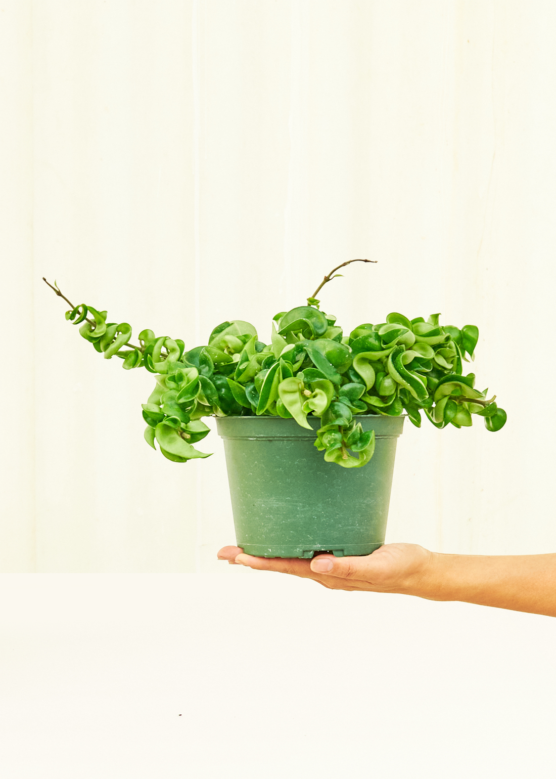 Medium Hindu Rope Plant (Hoya carnosa compacta) in grow pot