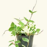 Howie Plant Rooted 