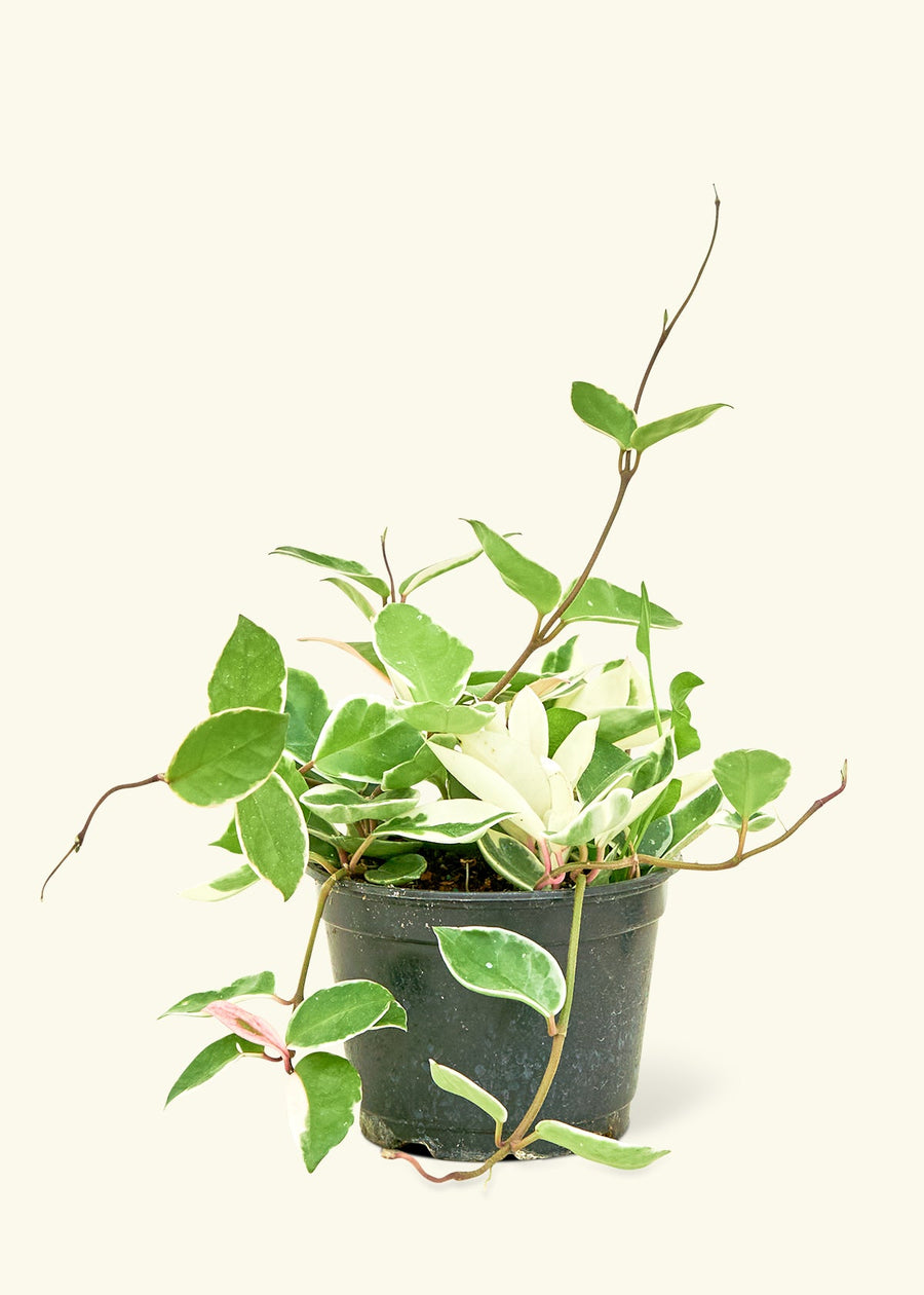 Howie Plant Rooted 