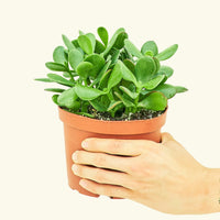 Medium Jade Plant (Crassula ovata) in grow pot.