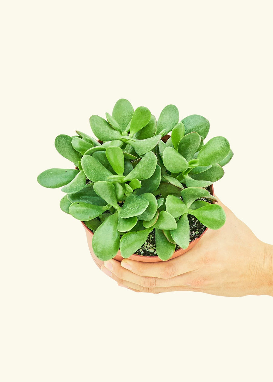 Medium Jade Plant (Crassula ovata) in grow pot.