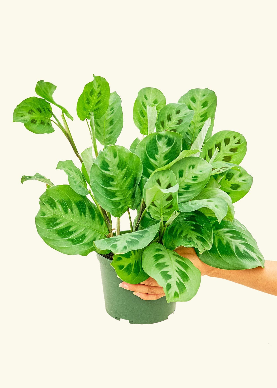 Medium Prayer Plant &