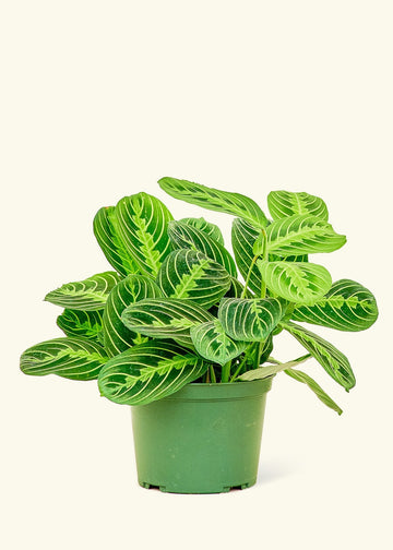 Medium Lemon Lime Prayer Plant (Maranta leuconeura 'Lemon Lime') in grow pot.