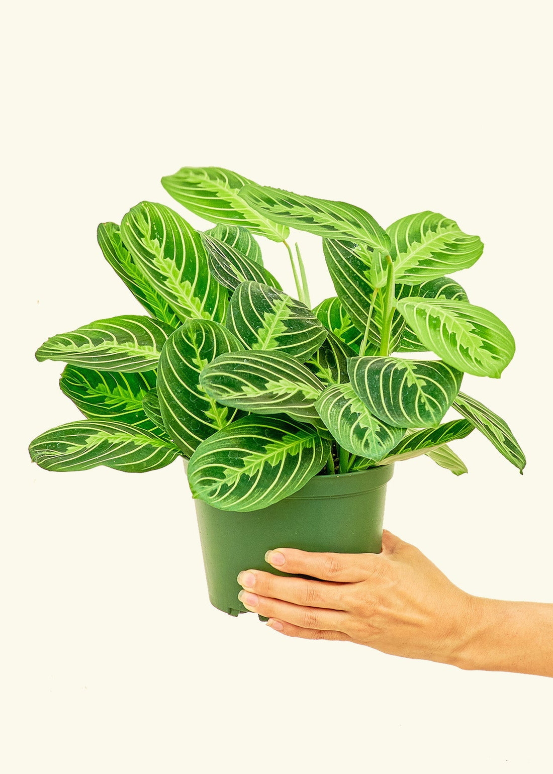 Medium Lemon Lime Prayer Plant (Maranta leuconeura &