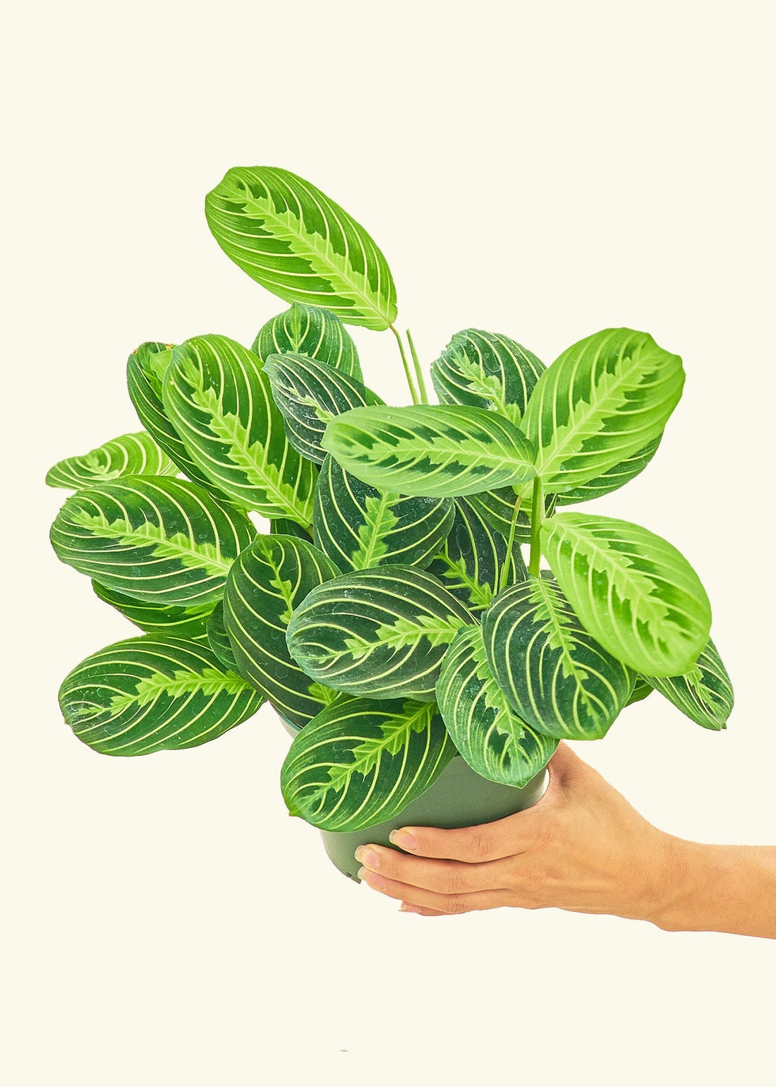 Medium Lemon Lime Prayer Plant (Maranta leuconeura &