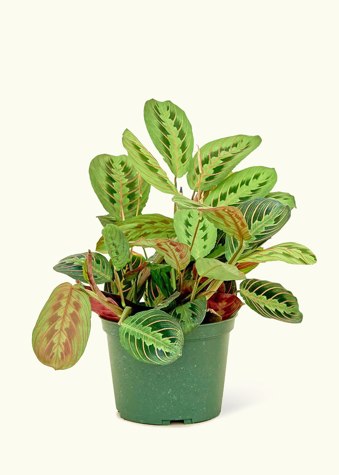 Medium Red Prayer Plant (Maranta leuconeura)