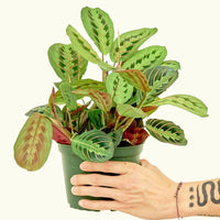 Medium Red Prayer Plant (Maranta leuconeura)