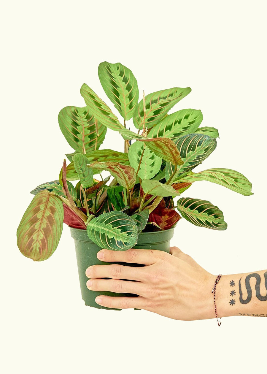 Medium Red Prayer Plant (Maranta leuconeura)