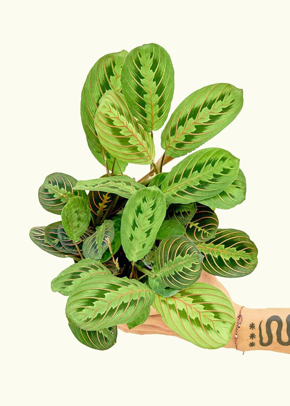 Medium Red Prayer Plant (Maranta leuconeura)