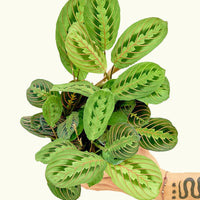 Medium Red Prayer Plant (Maranta leuconeura)