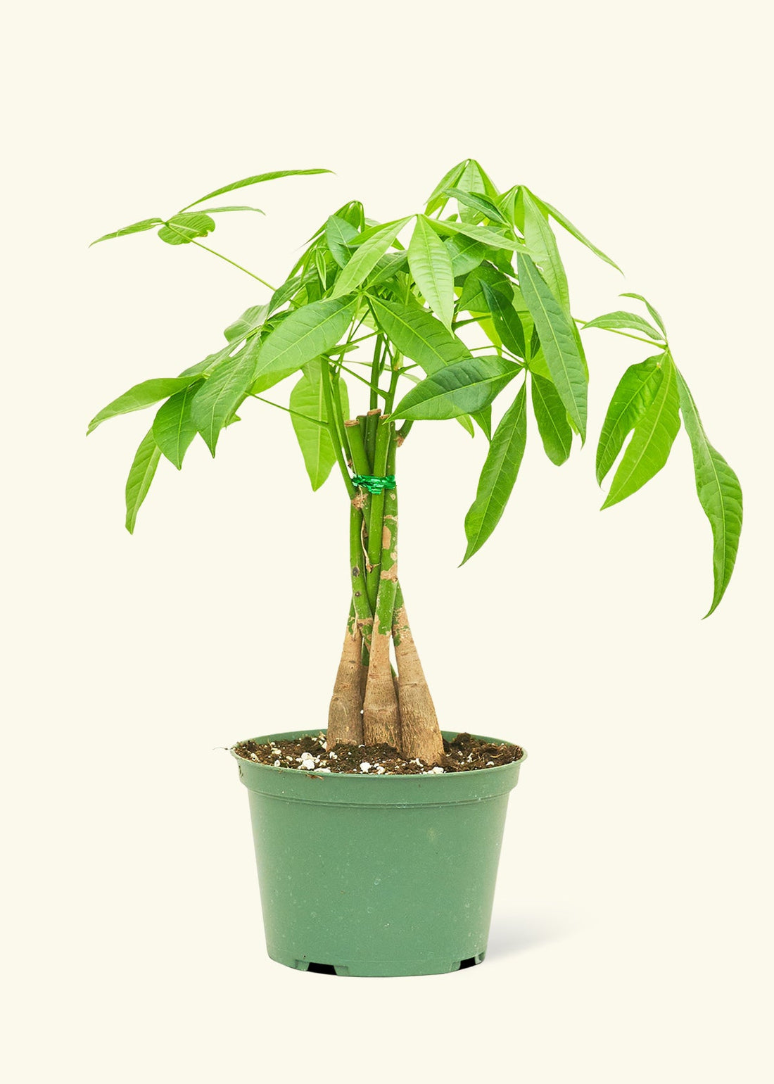 Money Tree in 6" nursery pot