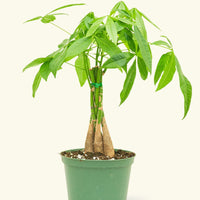 Money Tree in 6" nursery pot