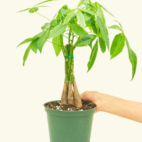 Money Tree in 6" nursery pot