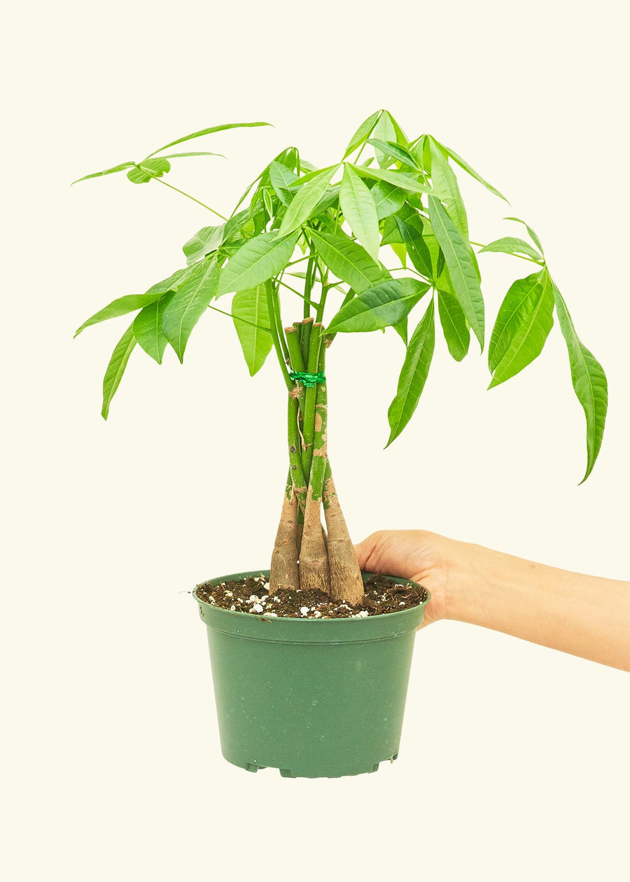 Money Tree in 6" nursery pot