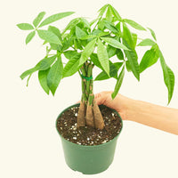 Money Tree in 6" nursery pot