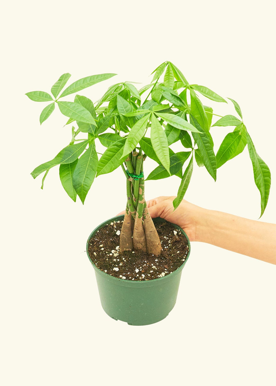 Money Tree in 6" nursery pot