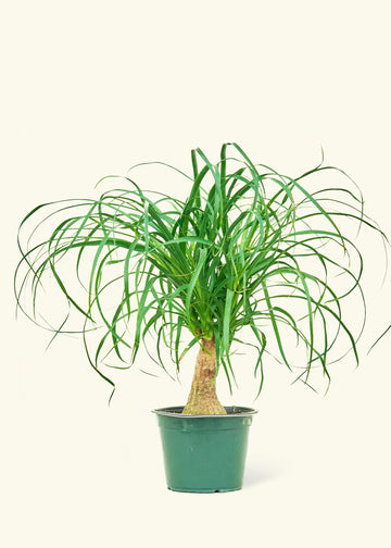 Medium Ponytail Palm (Beaucarnea recurvata)