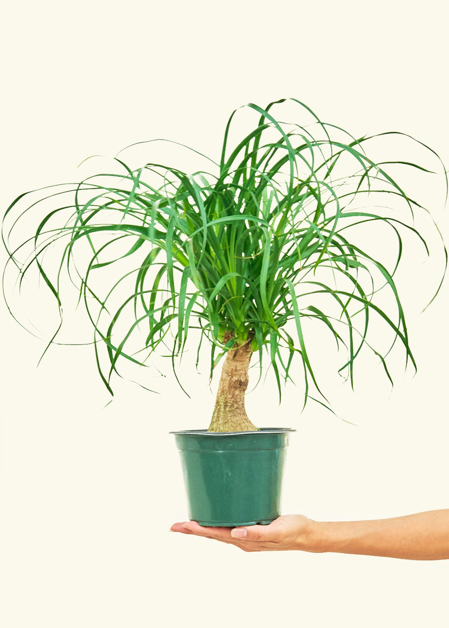 Medium Ponytail Palm (Beaucarnea recurvata)