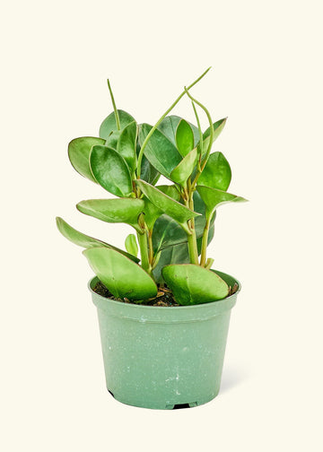 Medium Baby Rubber Plant in a grow pot.