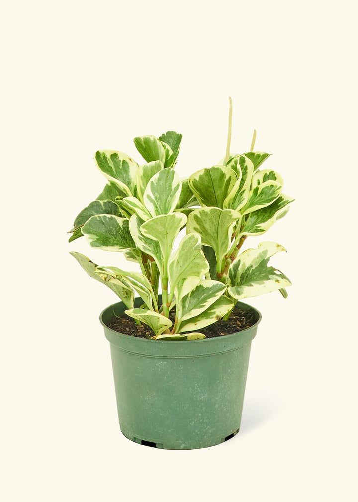 Small Variegated Baby Rubber Plant (Peperomia obtusifolia variegata)