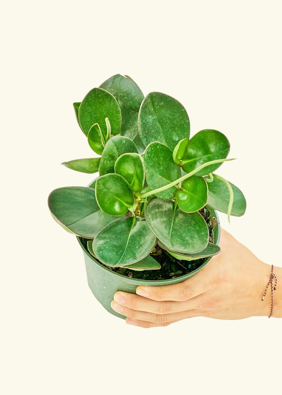 Medium Baby Rubber Plant in a grow pot.