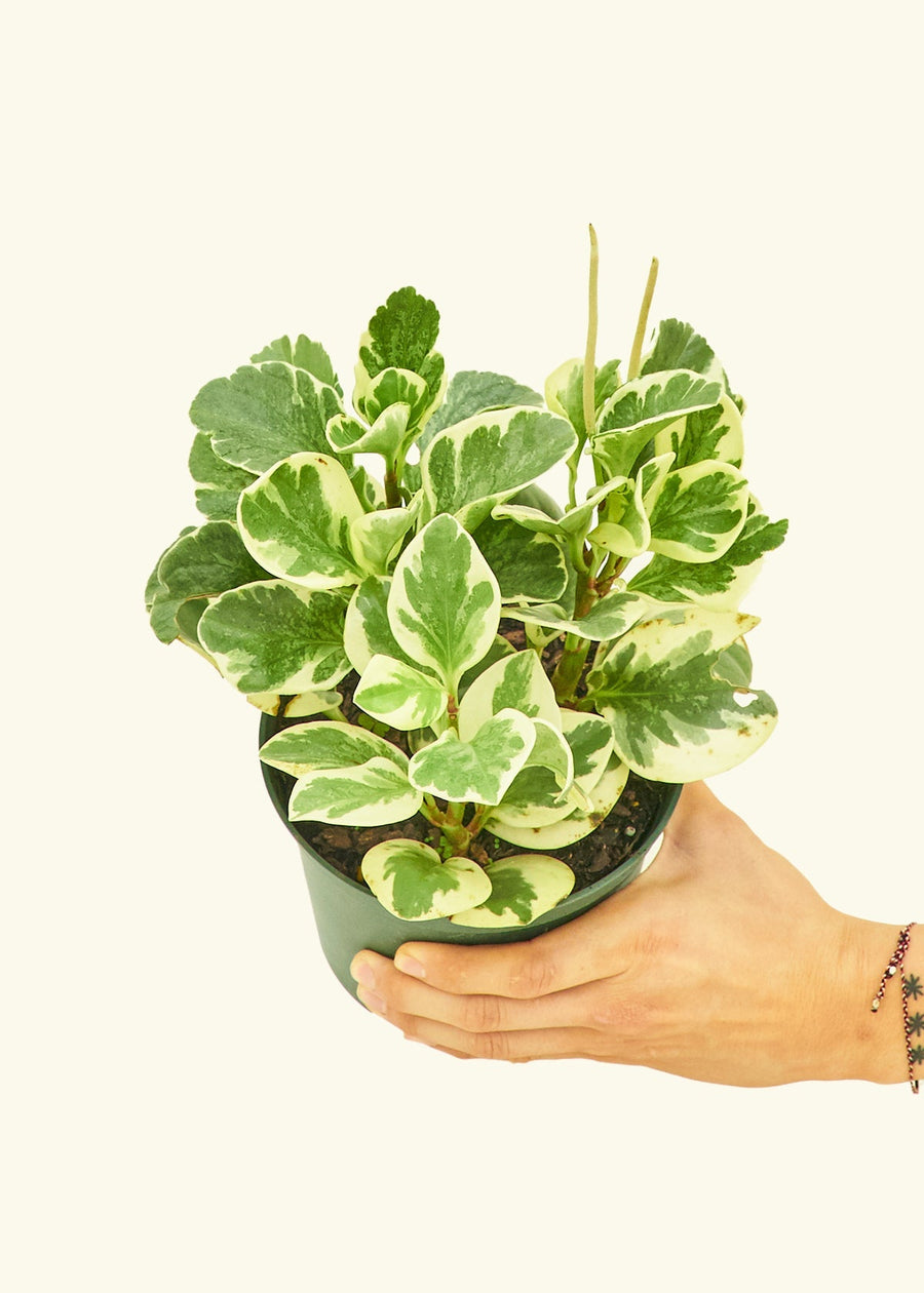 Small Variegated Baby Rubber Plant (Peperomia obtusifolia variegata)