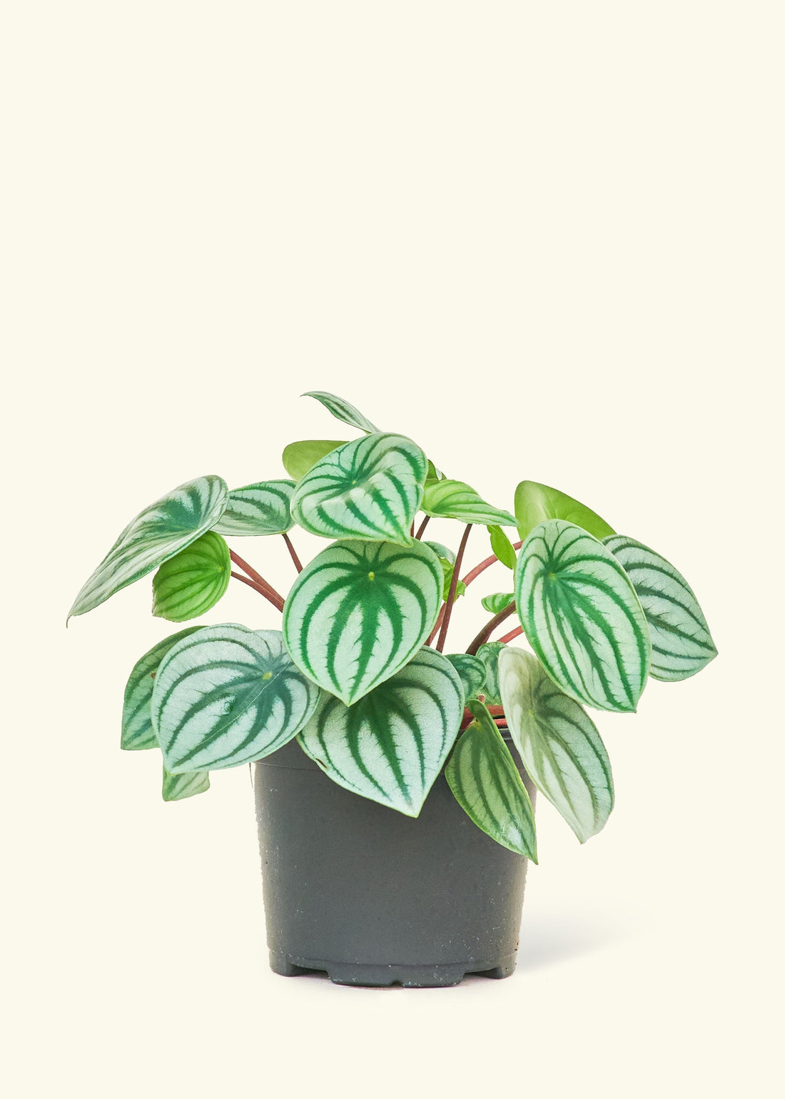 Medium Watermelon Peperomia (Peperomia argyreia)