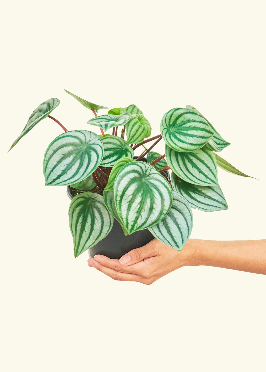 Medium Watermelon Peperomia (Peperomia argyreia)