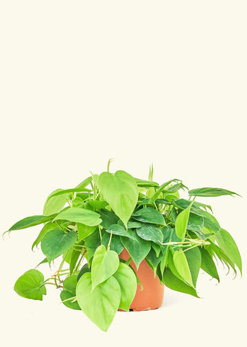 Medium Sweetheart Philodendron (Philodendron cordatum)