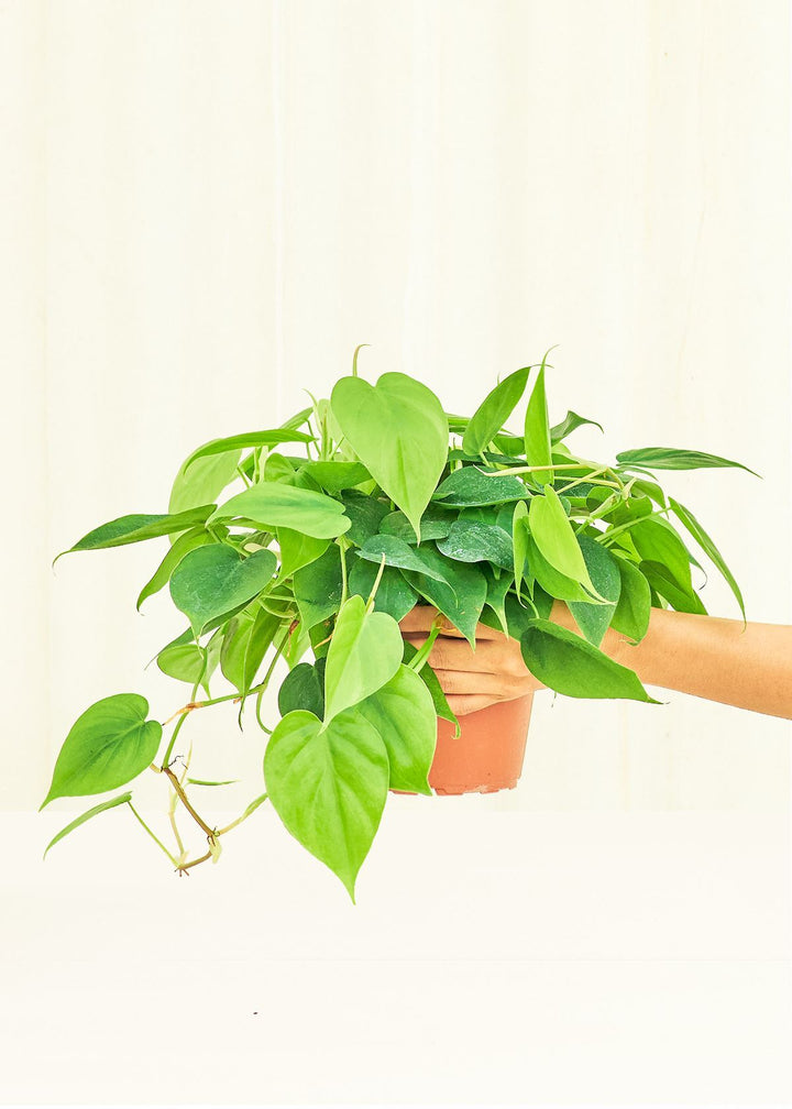 Medium Philodendron 'Neon' (Philodendron cordatum)