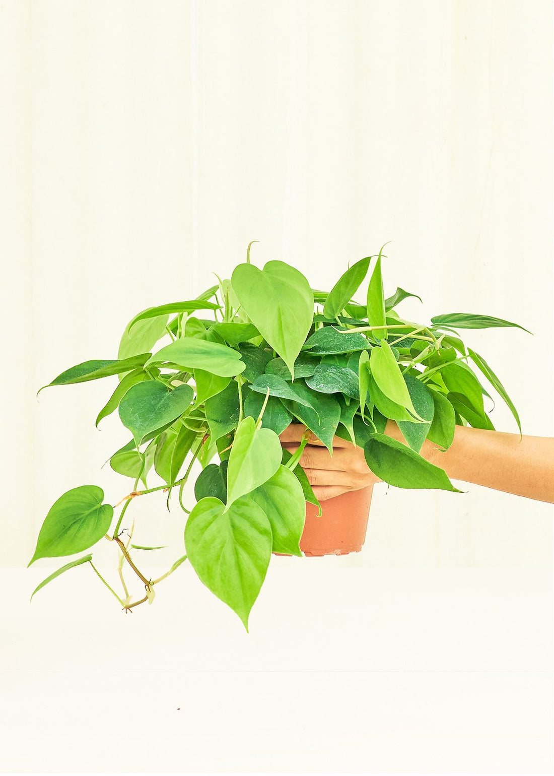 Medium Philodendron &