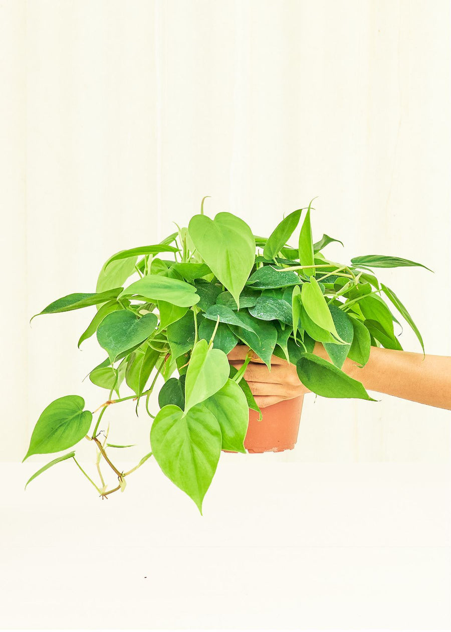 Medium Philodendron 'Neon' (Philodendron cordatum)