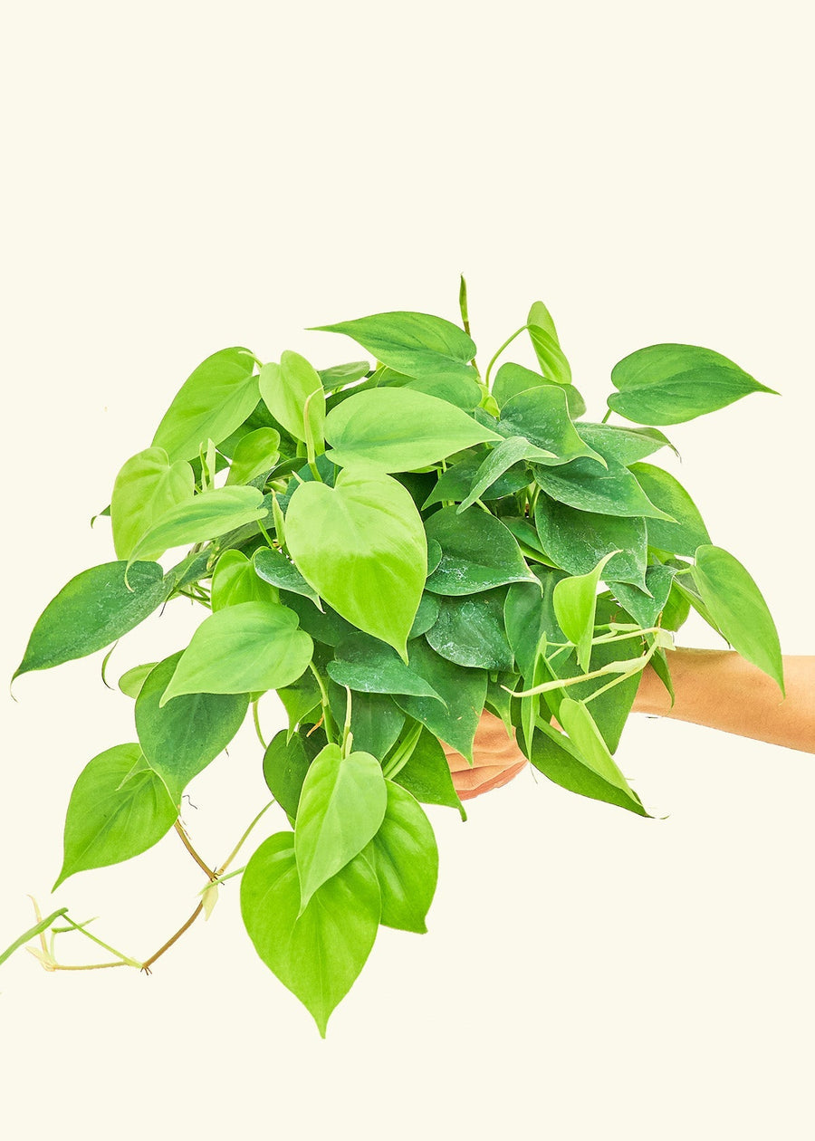 Medium Sweetheart Philodendron (Philodendron cordatum)