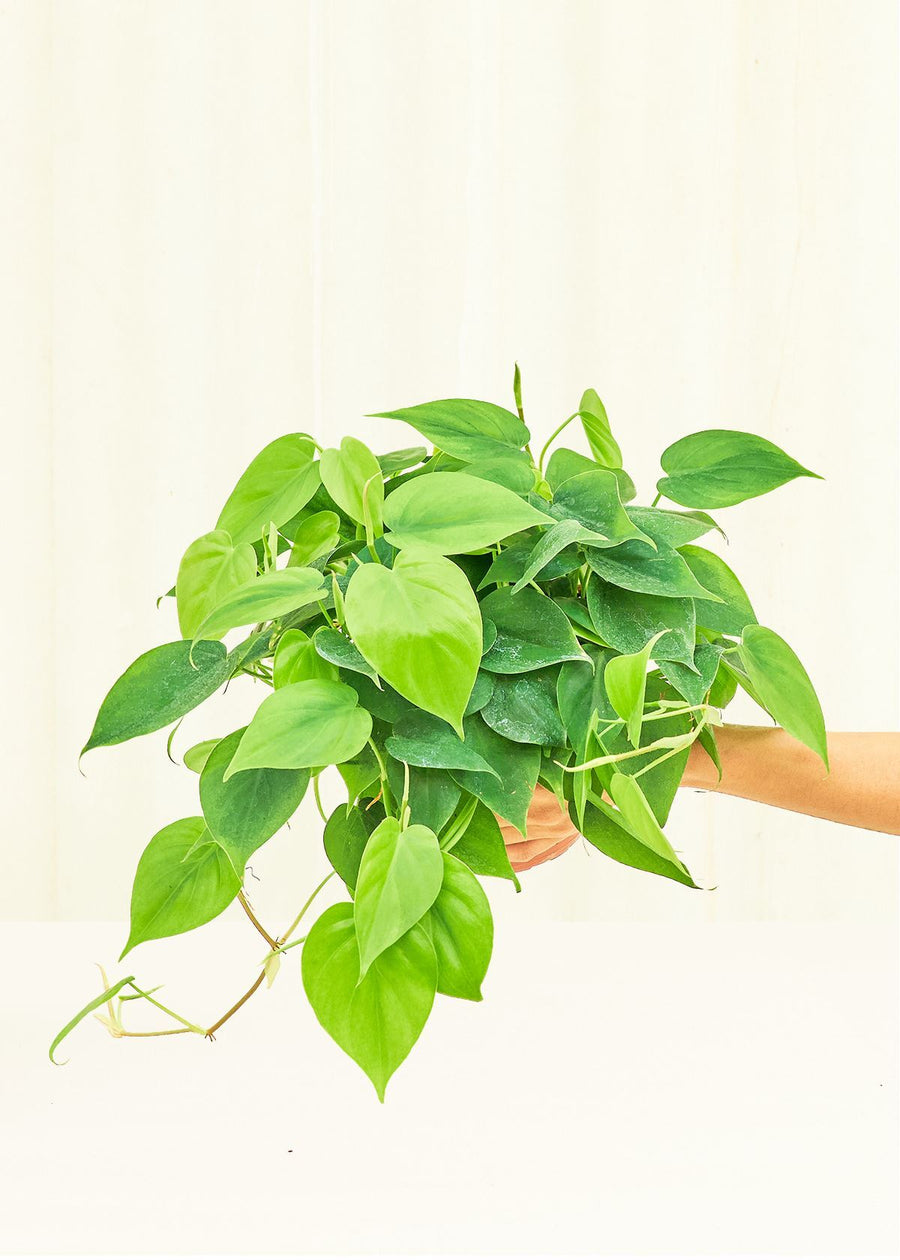 Medium Philodendron 'Neon' (Philodendron cordatum)