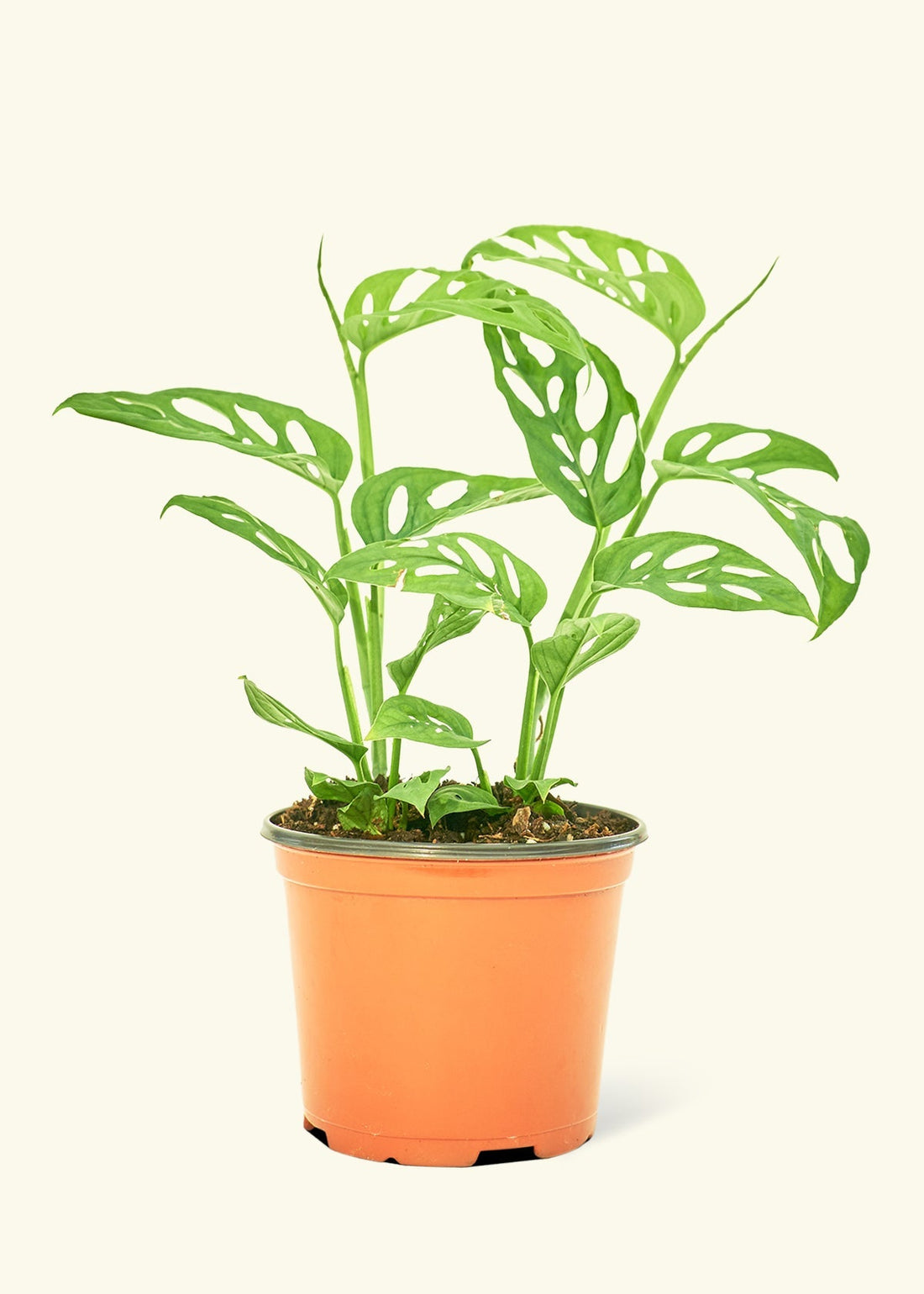 Medium Swiss Cheese Vine (Monstera adansonii)