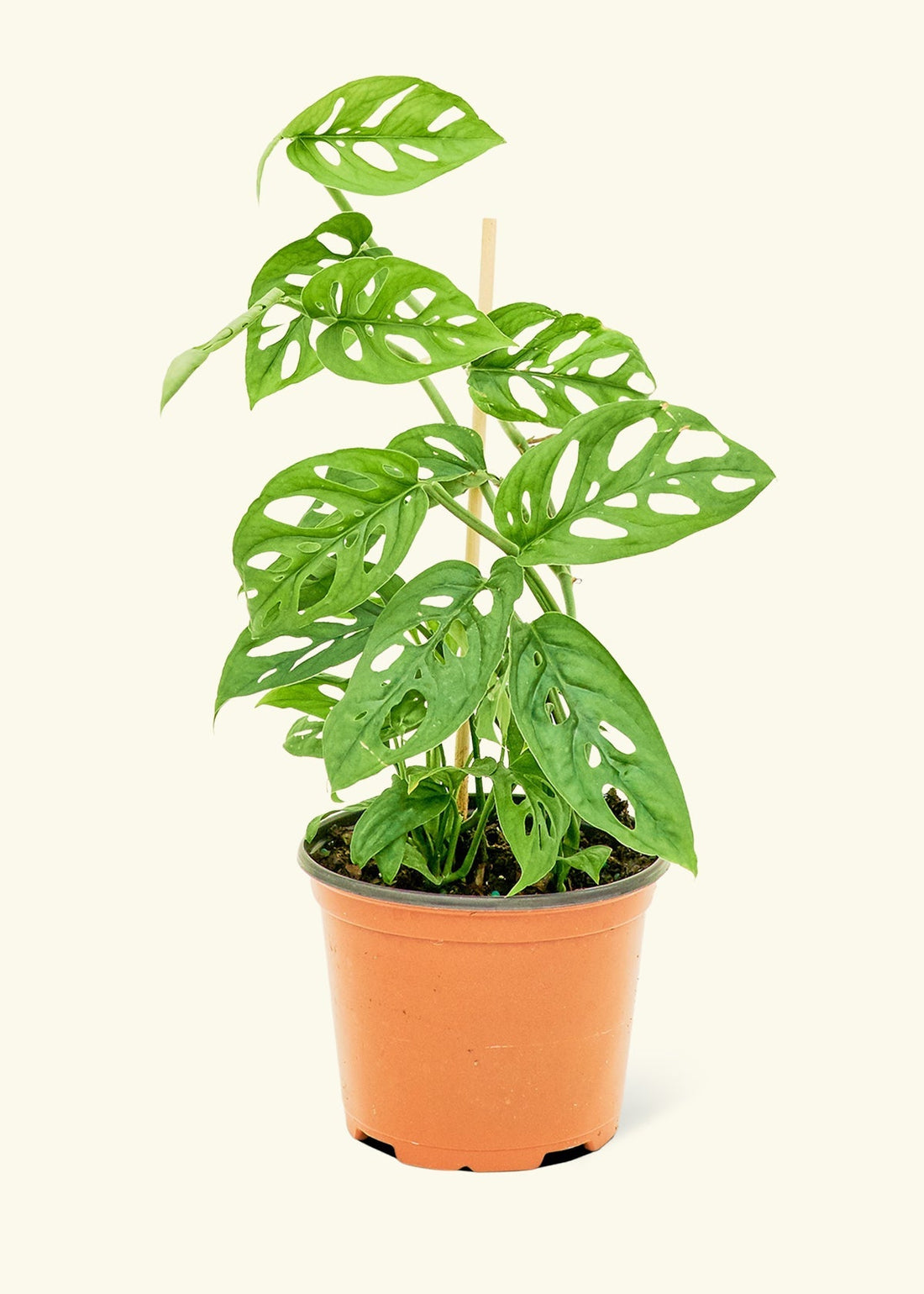 Medium Swiss Cheese Vine (Monstera adansonii)