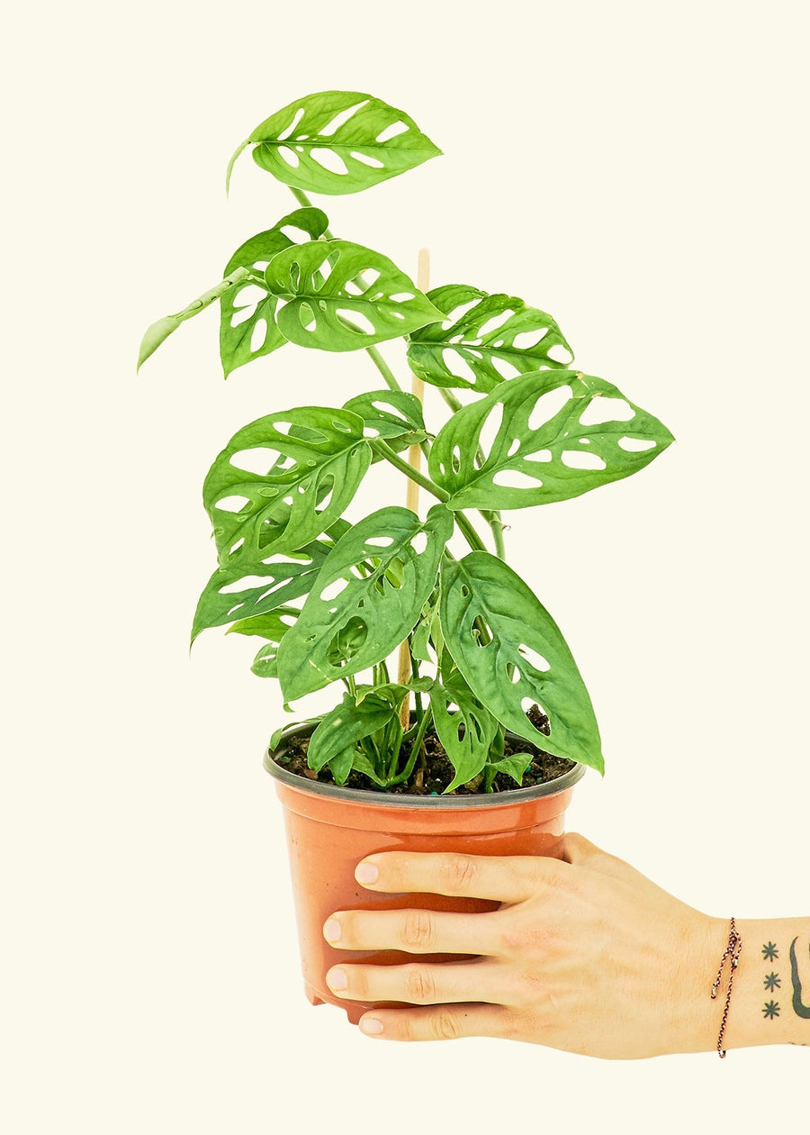 Medium Swiss Cheese Vine (Monstera adansonii)