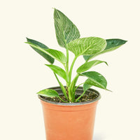 Philodendron Birkin in 6" nursery pot