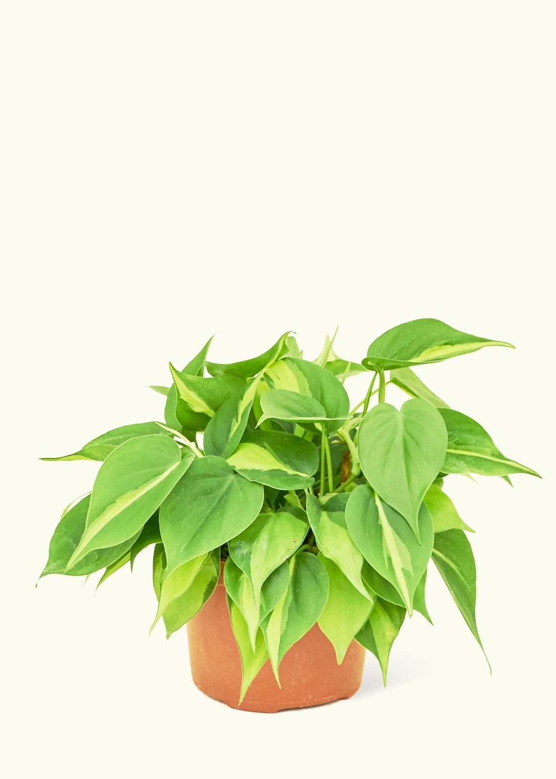 Medium Philodendron &