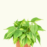 Medium Philodendron 'Brazil' (Philodendron hederaceum)
