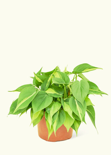 Medium Philodendron 'Brazil' (Philodendron hederaceum)